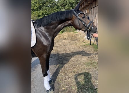 German Riding Horse, Mare, 3 years, 15,2 hh, Bay-Dark