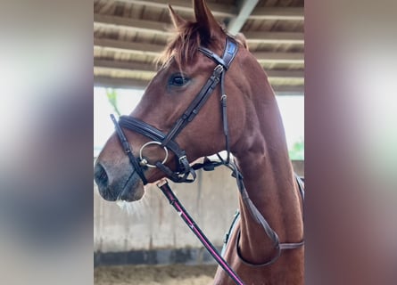 German Riding Horse, Mare, 3 years, 16.1 hh, Chestnut-Red