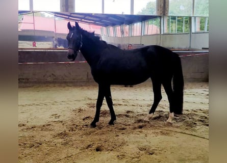 German Riding Horse, Mare, 3 years, 16,1 hh, Bay-Dark
