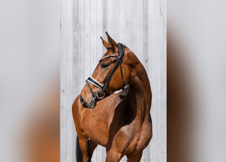 German Riding Horse, Mare, 3 years, 16,2 hh, Brown