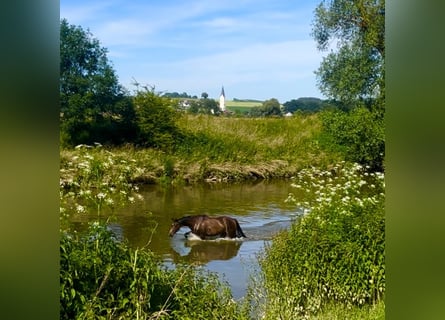 German Riding Horse, Mare, 3 years, Bay-Dark