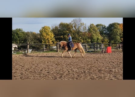 German Riding Horse, Mare, 3 years