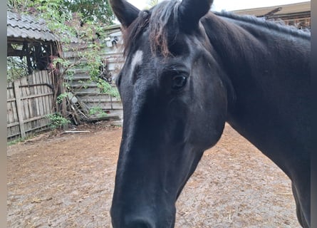 German Riding Horse, Mare, 3 years, Smoky-Black