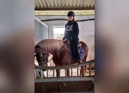 German Riding Horse, Mare, 4 years, 15,1 hh, Chestnut-Red