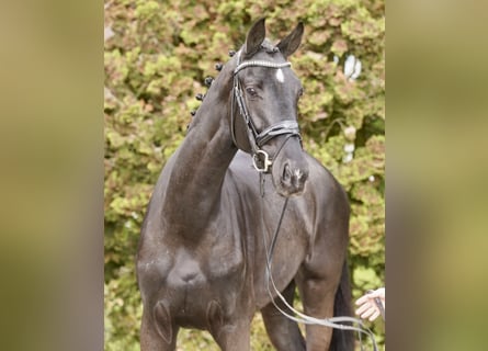 German Riding Horse, Mare, 4 years, 16,2 hh, Black