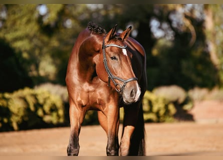 German Riding Horse, Mare, 4 years, 16.2 hh, Brown