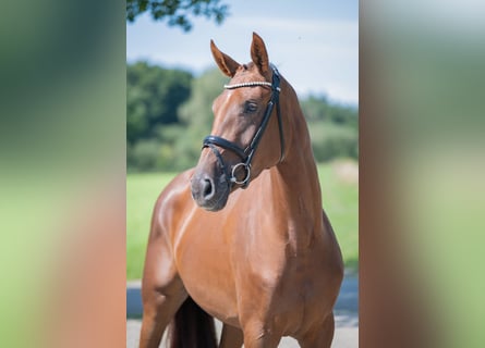 German Riding Horse, Mare, 4 years, 16.2 hh, Chestnut