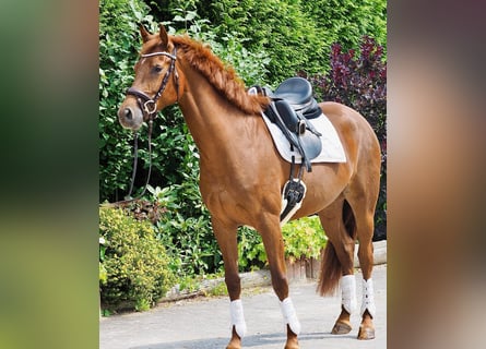German Riding Horse, Mare, 4 years, 16 hh, Chestnut-Red