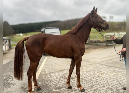 German Riding Horse, Mare, 4 years, 16 hh, Chestnut-Red