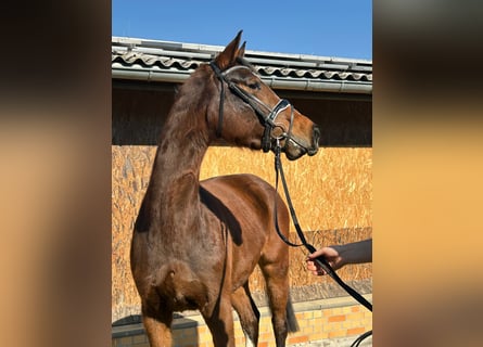 German Riding Horse, Mare, 4 years, 16,1 hh, Brown