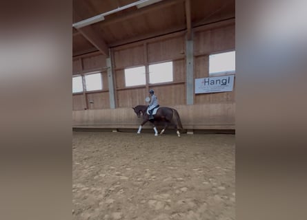 German Riding Horse, Mare, 4 years, 16,1 hh, Chestnut