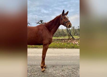 German Riding Horse, Mare, 4 years, 17.1 hh, Chestnut-Red