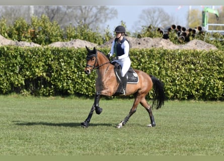 German Riding Horse, Mare, 5 years, 15 hh, Brown