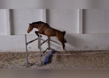 German Riding Horse, Mare, 5 years, 16.1 hh, Buckskin