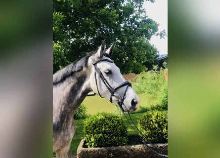 German Riding Horse, Mare, 5 years, 16,1 hh, Gray