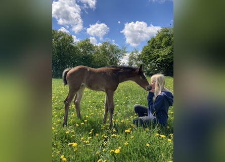 German Riding Horse, Mare, 5 years, 16 hh, Brown