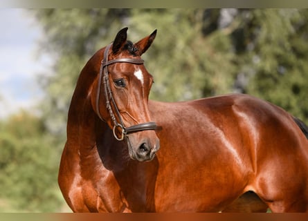 German Riding Horse, Mare, 5 years, 16 hh, Brown