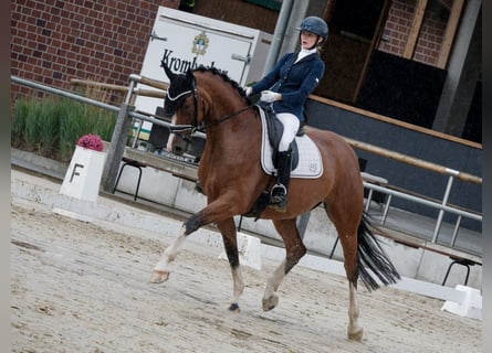 German Riding Horse, Mare, 5 years, 16,1 hh, Brown