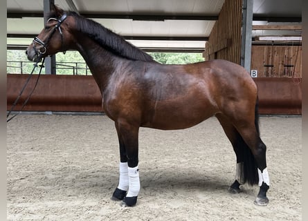 German Riding Horse, Mare, 5 years, 16,3 hh, Bay-Dark