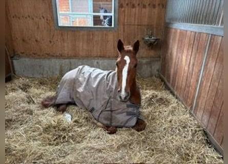 German Riding Horse, Mare, 6 years, 16.2 hh, Chestnut-Red