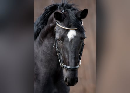 German Riding Horse, Mare, 6 years, 16.2 hh, Smoky-Black