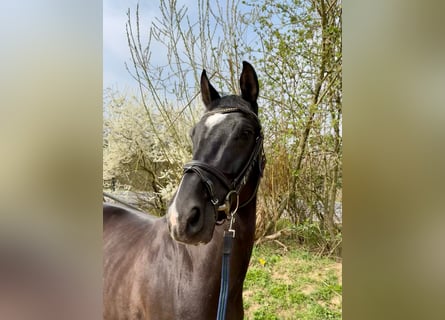 German Riding Horse, Mare, 6 years, 16 hh, Black