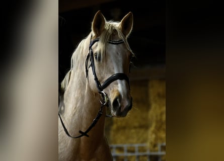 German Riding Horse, Mare, 6 years, 16 hh, Palomino