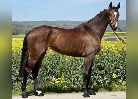 German Riding Horse, Mare, 6 years, 16,1 hh, Brown