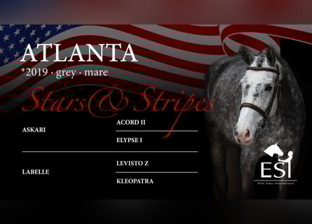 German Riding Horse, Mare, 6 years, 16,1 hh, Gray-Dapple