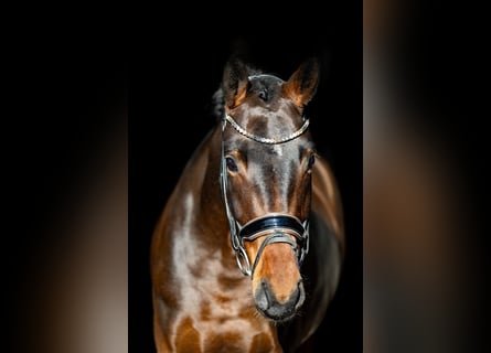 German Riding Horse, Mare, 6 years, 16,2 hh, Bay-Dark