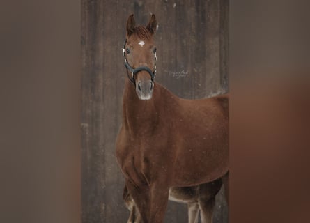 German Riding Horse, Mare, 6 years, 17 hh, Chestnut-Red
