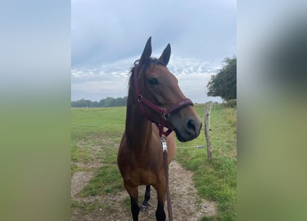 German Riding Horse, Mare, 7 years, 15.1 hh, Brown