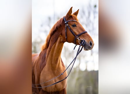 German Riding Horse, Mare, 7 years, 15.3 hh, Chestnut-Red