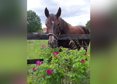 German Riding Horse, Mare, 7 years, 16.2 hh, Chestnut-Red