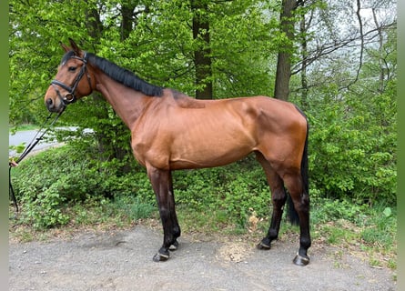 German Riding Horse, Mare, 7 years, 17 hh, Brown
