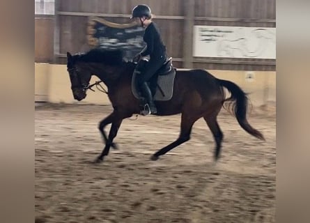 German Riding Horse, Mare, 8 years, 16.1 hh, Brown
