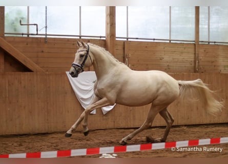 German Riding Horse, Mare, 8 years, 16 hh, Palomino