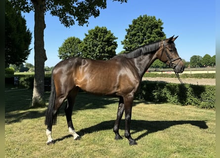 German Riding Horse, Mare, 8 years, 16,2 hh, Brown