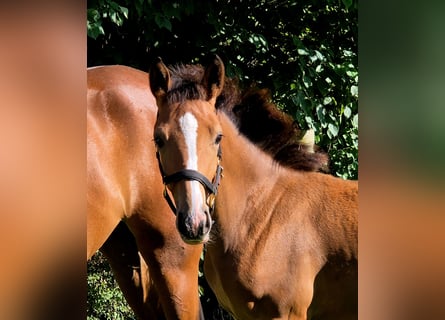 German Riding Horse, Mare, Foal (05/2025), 16.1 hh