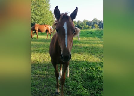 German Riding Horse, Mare, Foal (05/2023), 16 hh, Bay-Dark