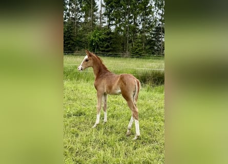 German Riding Horse, Mare, Foal (05/2025), 16 hh, Chestnut-Red