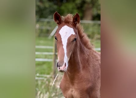German Riding Horse, Mare, Foal (05/2025), 16 hh, Chestnut-Red