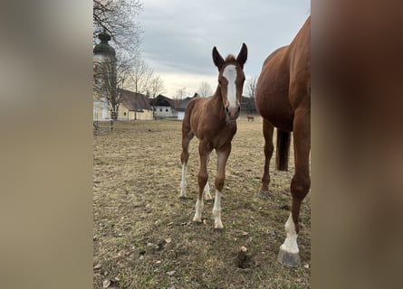 German Riding Horse, Mare, Foal (03/2026), 16,1 hh, Chestnut-Red