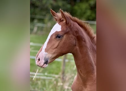 German Riding Horse, Mare, Foal (04/2025), 16,2 hh, Chestnut-Red