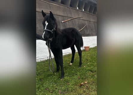 German Riding Horse, Mare, , Black