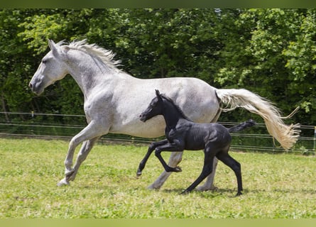 German Riding Horse, Mare, , Can be white