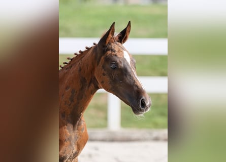German Riding Horse, Mare, Foal (05/2025), Chestnut