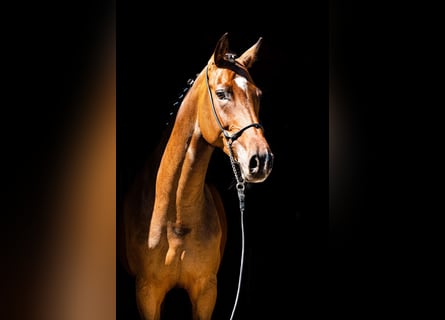 German Riding Horse, Stallion, 11 years, 17 hh, Bay-Dark