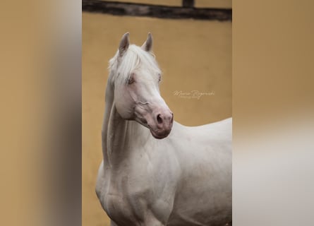 German Riding Horse, Stallion, 17 years, 15.2 hh, Cremello