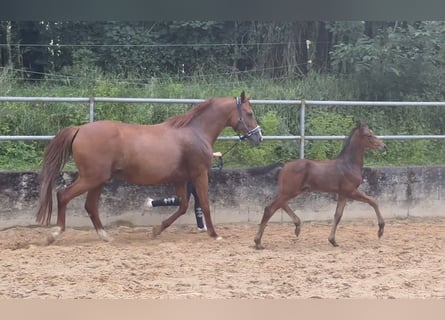 German Riding Horse, Stallion, 1 year, 17 hh, Brown